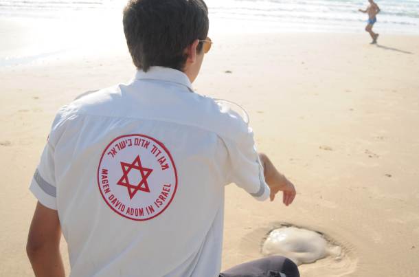 מדוזות בחופי הים (צילום ארכיון)
